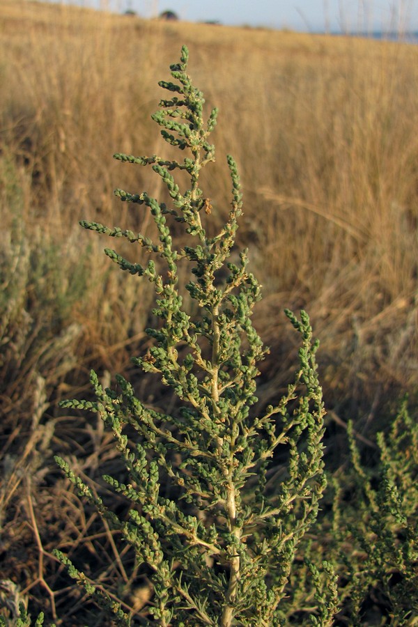 Изображение особи Salsola laricina.