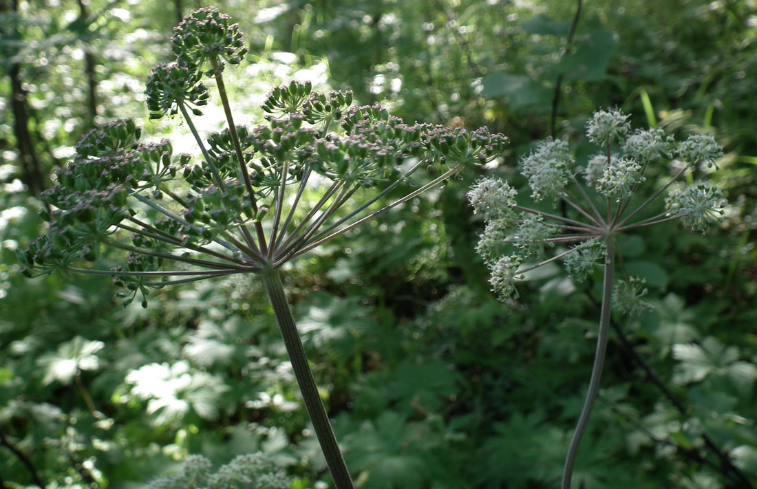 Изображение особи Angelica sylvestris.