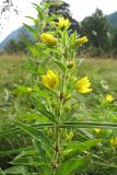 Lysimachia verticillaris. Верхушка цветущего растения. Карачаево-Черкесия, Зеленчукский р-н, долина р. Аксаут, окр. аула Красный Карачай. 12.08.2011.