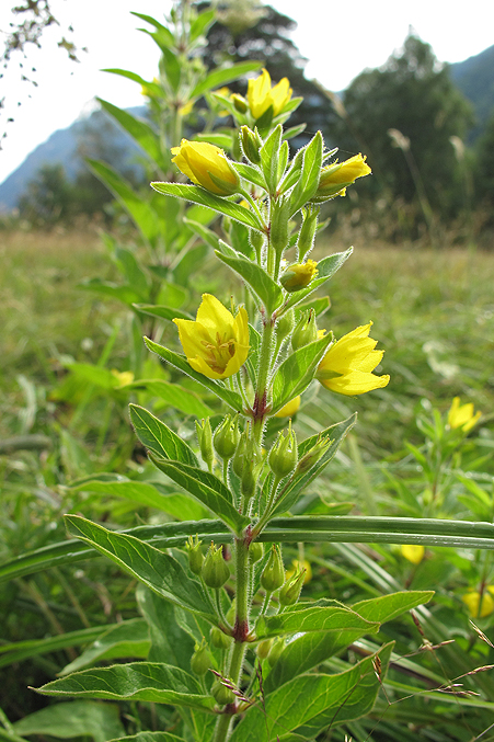 Image of Lysimachia verticillaris specimen.