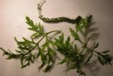 Ambrosia artemisiifolia