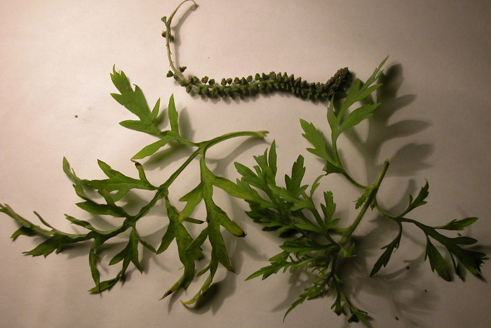 Image of Ambrosia artemisiifolia specimen.