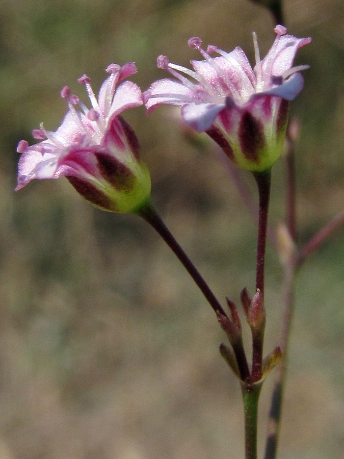 Image of Gypsophila perfoliata specimen.