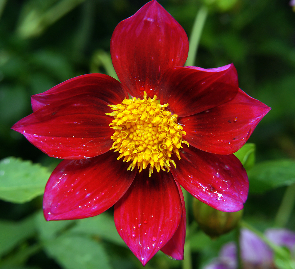 Image of Dahlia pinnata specimen.
