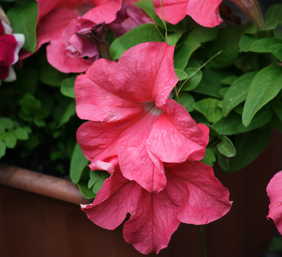 Изображение особи Petunia &times; hybrida.