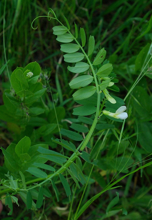 Image of Vicia hyrcanica specimen.