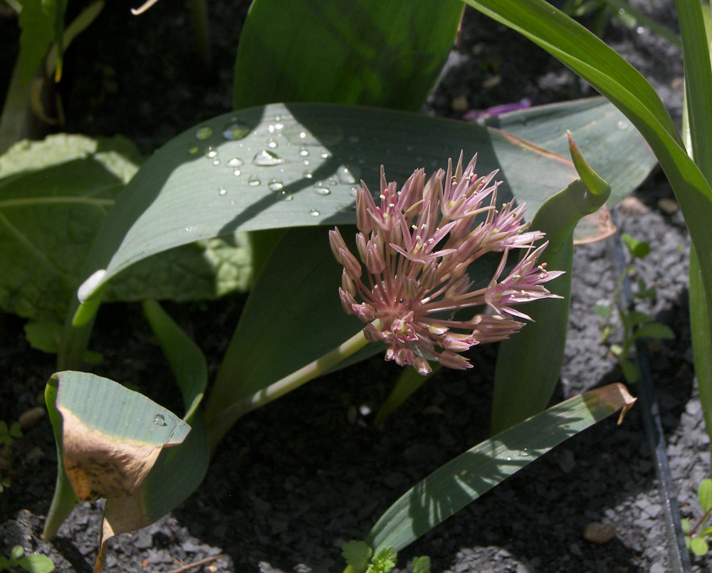 Image of Allium alexeianum specimen.