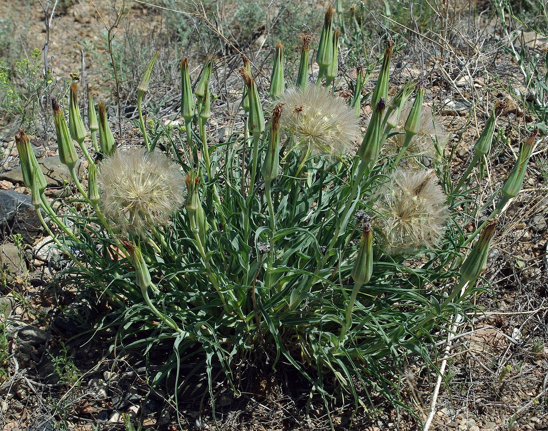 Изображение особи Tragopogon marginifolius.