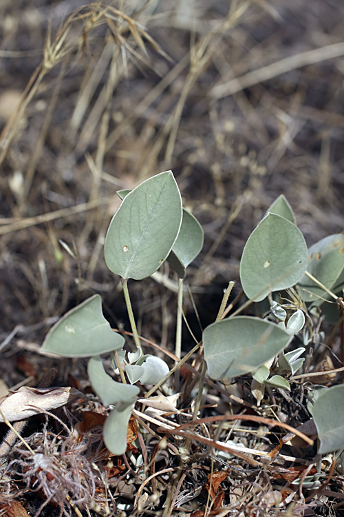 Изображение особи Hedysarum plumosum.