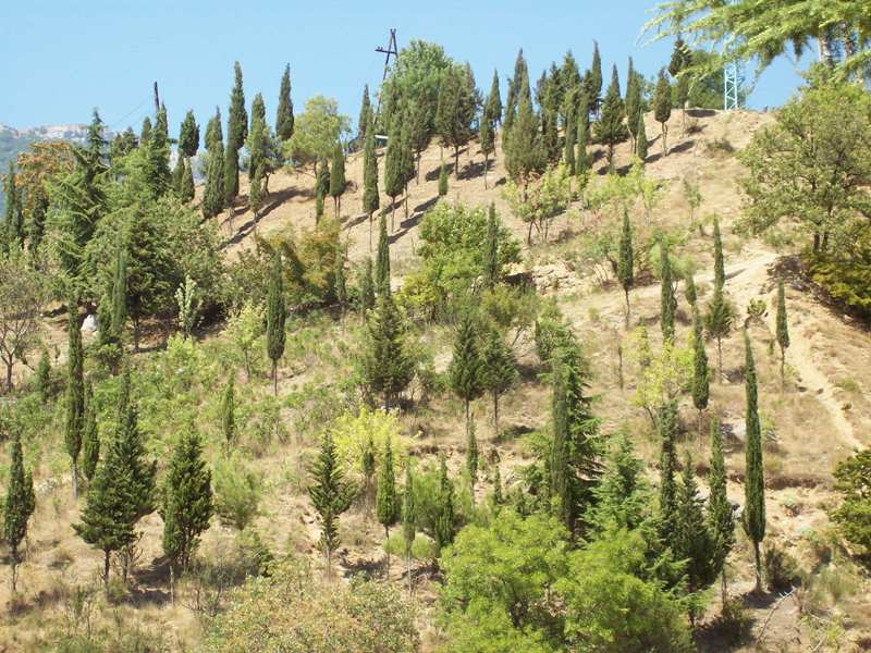 Image of Cupressus sempervirens specimen.