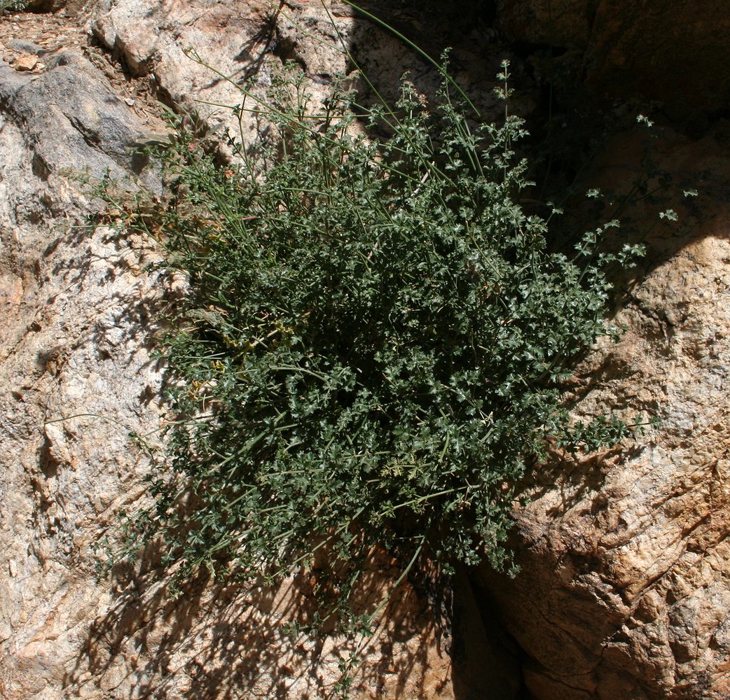 Image of Seseli afghanicum specimen.