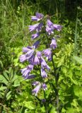 Campanula sibirica. Верхушки побегов с соцветиями. Украина, Днепропетровская обл., балка в верховьях р. Самоткань. 03.06.2011.