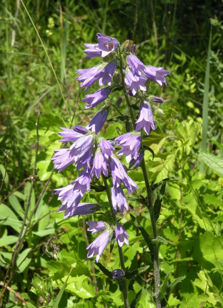 Изображение особи Campanula sibirica.