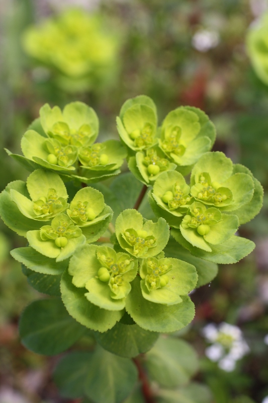 Изображение особи Euphorbia helioscopioides.