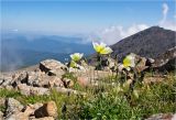 Papaver pseudocanescens. Цветущие растения. Красноярский край, Западный Саян, склон хр. Борус, 2000 м н.у.м. Июль 2011 г.