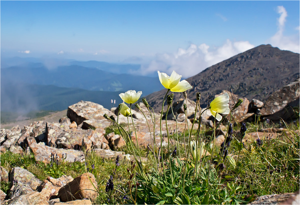 Изображение особи Papaver pseudocanescens.