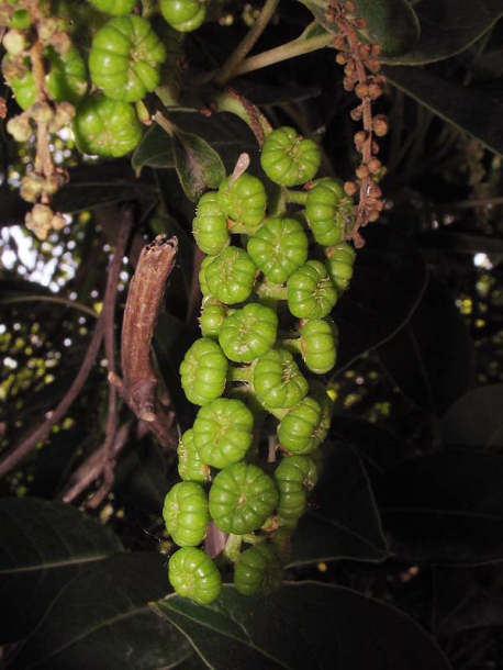 Image of Phytolacca dioica specimen.