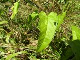 Image of taxon representative. Author is Николай Дегтярёв