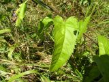 Veronica longifolia. Часть стебля с листьями. Курская обл., Железногорский р-н, д. Ратманово, берег р. Свапа. 16 августа 2006 г.