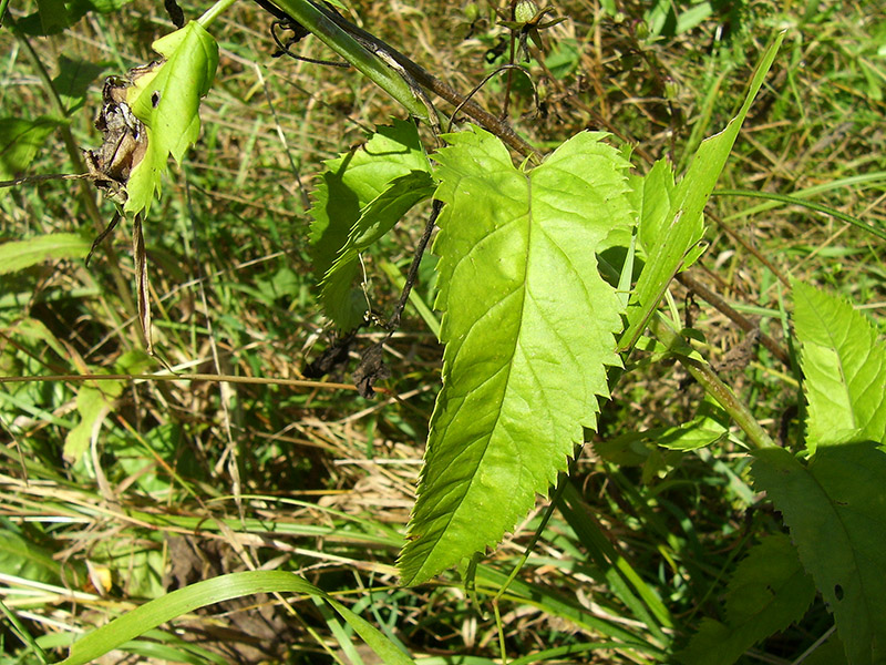 Изображение особи Veronica longifolia.