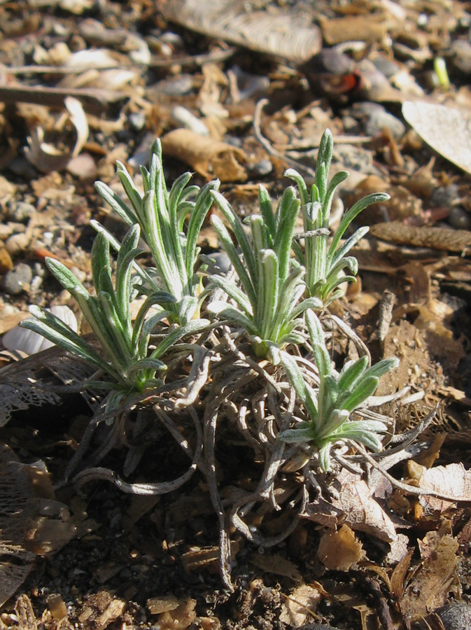 Изображение особи Jurinea stoechadifolia.