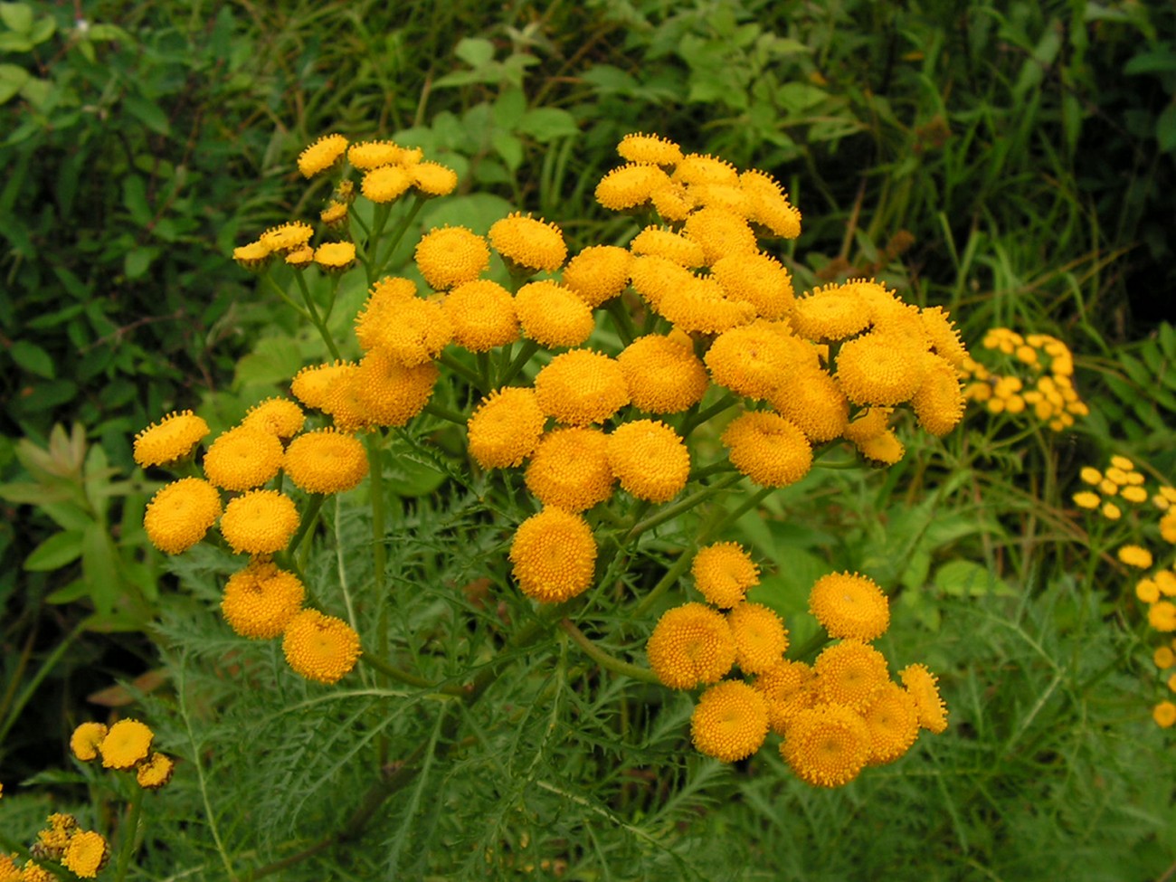 Изображение особи Tanacetum boreale.