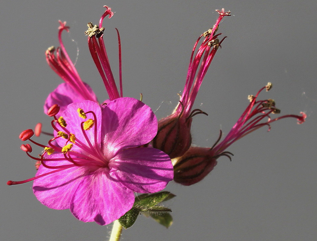 Image of Geranium macrorrhizum specimen.