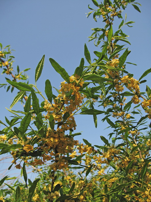 Изображение особи Prinsepia sinensis.