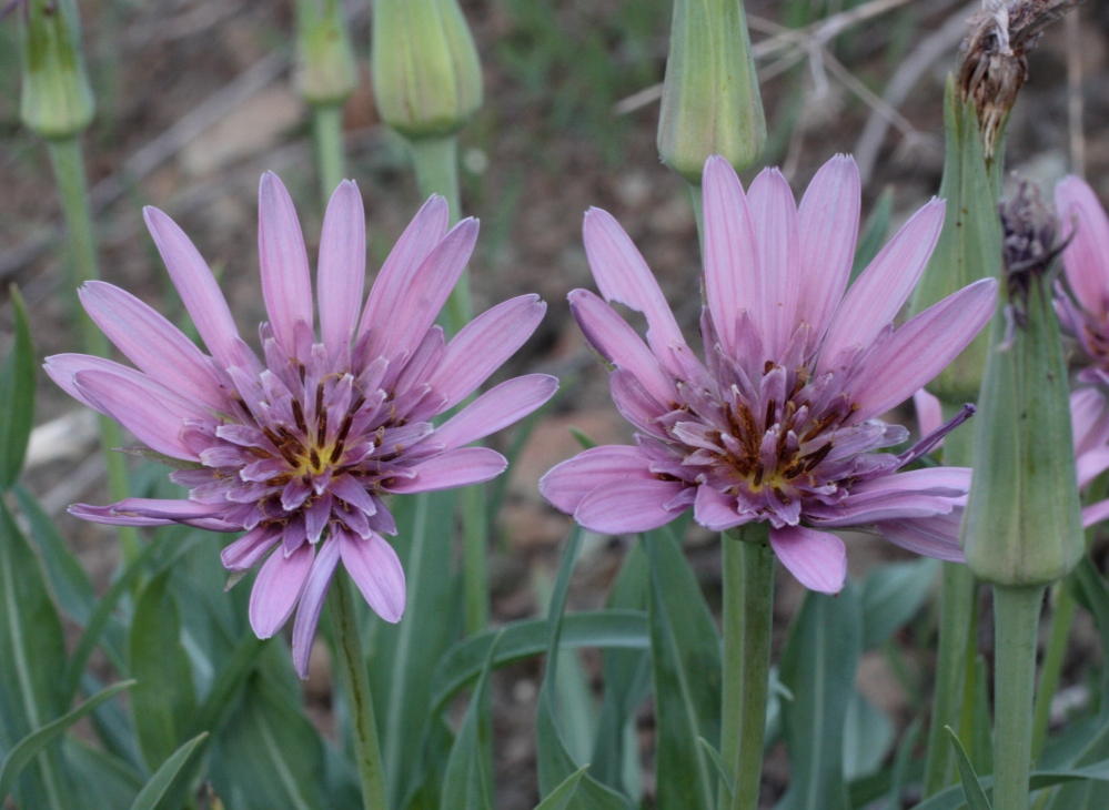 Image of Tragopogon marginifolius specimen.