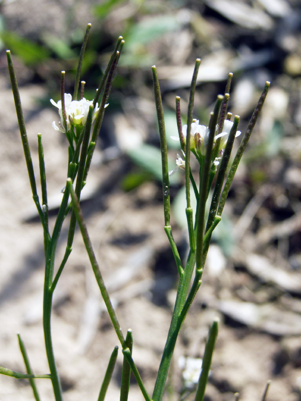 Изображение особи Cardamine hirsuta.