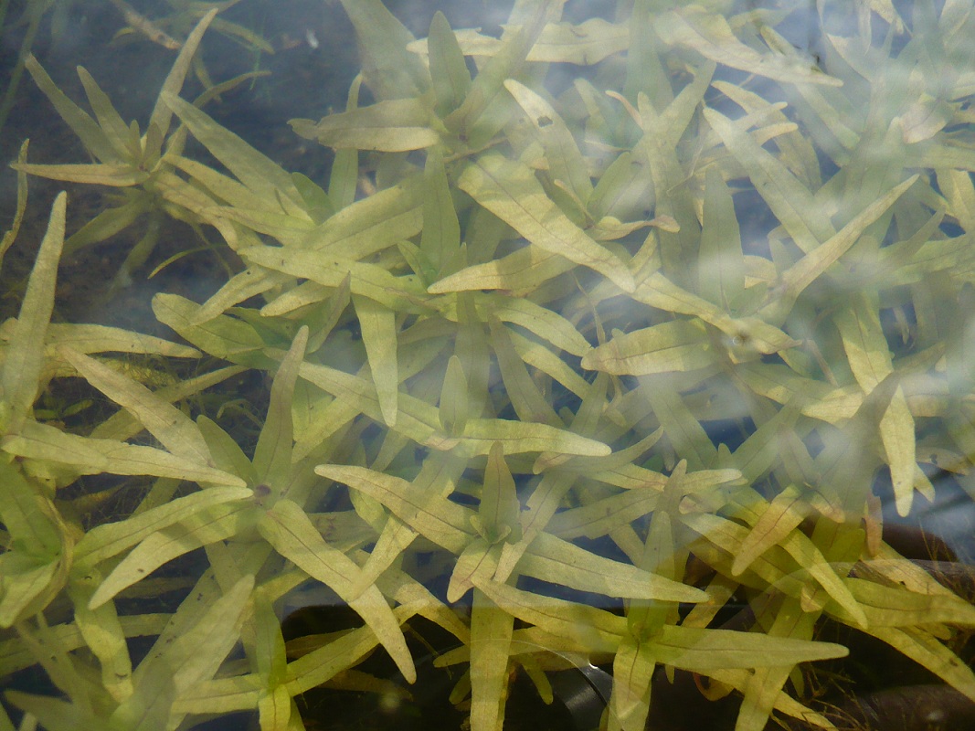 Image of Veronica anagallis-aquatica specimen.