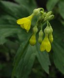 Primula florindae. Соцветие. Москва, БС МГУ. 09.06.2012.