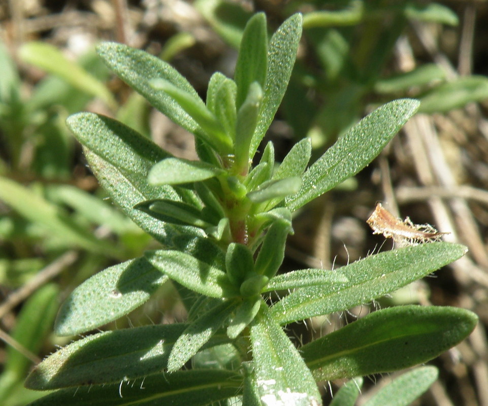 Изображение особи Thymus daghestanicus.