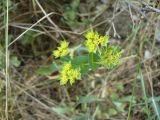 Bupleurum rotundifolium. Соцветия. Южный Берег Крыма, г. Судак, западный склон горы Алчак. 13.06.2012.