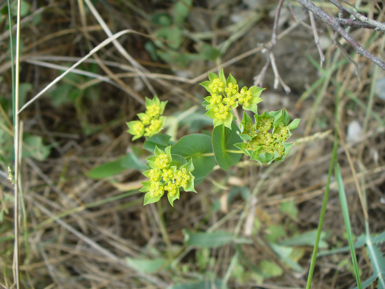 Изображение особи Bupleurum rotundifolium.