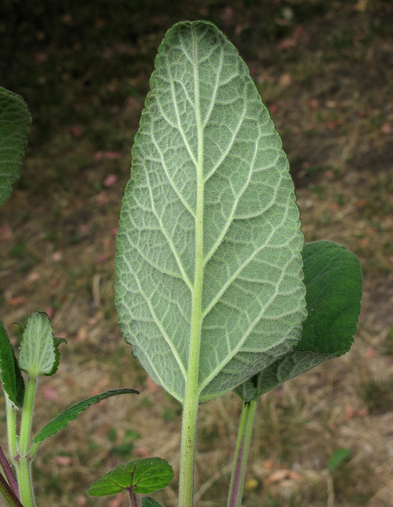 Image of Salvia przewalskii specimen.