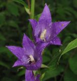 Campanula latifolia