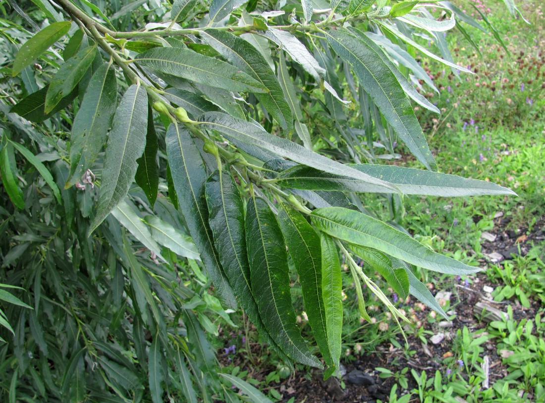 Image of Salix gmelinii specimen.