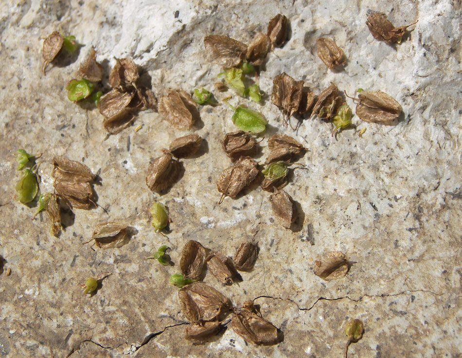 Изображение особи Rumex hastifolius.
