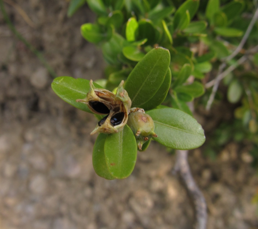 Image of Buxus sempervirens specimen.