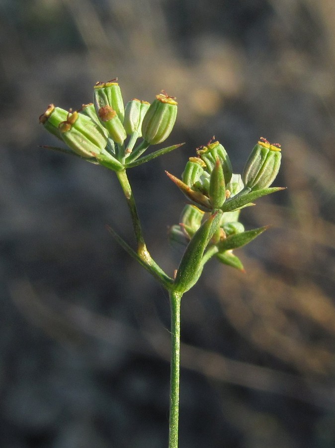 Image of Bupleurum brachiatum specimen.