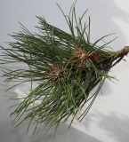 Pinus nigra. Верхушка веточки. Германия, г. Кемпен, в парке. 10.09.2012.