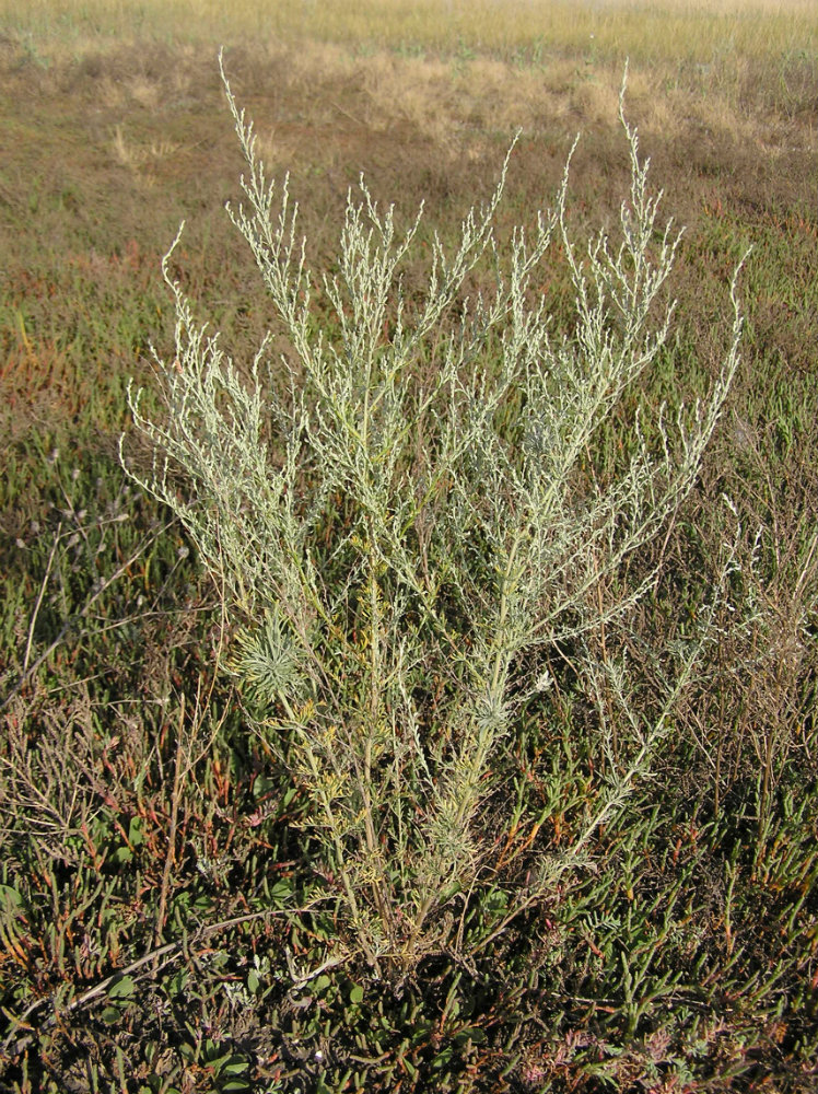Изображение особи Artemisia nitrosa.