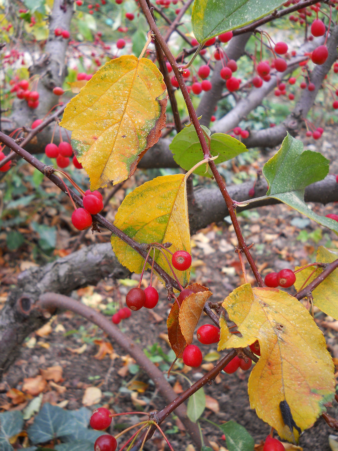 Image of Malus sargentii specimen.