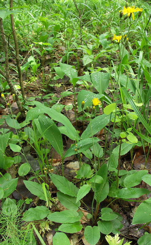 Image of genus Hieracium specimen.