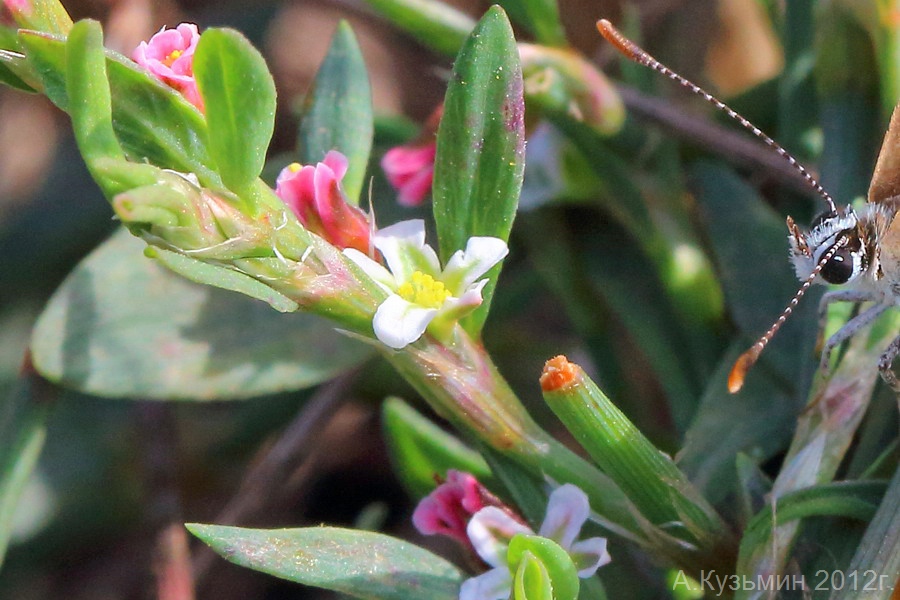 Изображение особи Polygonum aviculare.