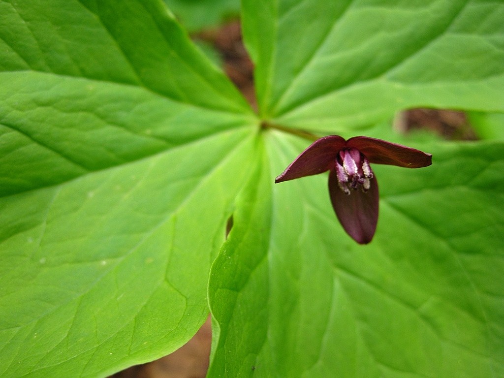 Image of Trillium apetalon specimen.