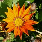 genus Gazania