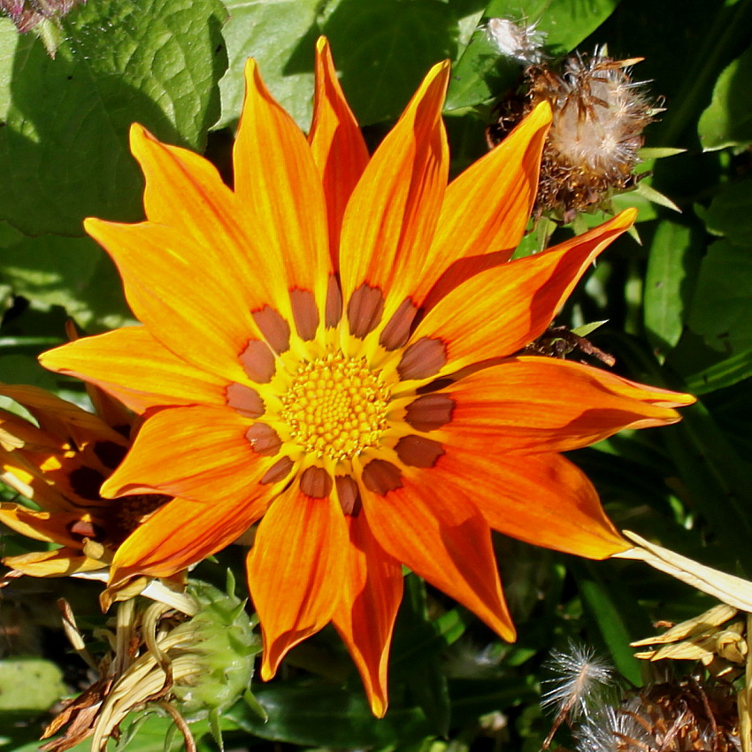 Изображение особи род Gazania.