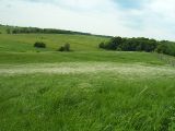 Stipa pennata. Аспект ковыля на склоне балки. Курская обл., Суджанский р-н, пос. Меловой. 14 июня 2006 г.